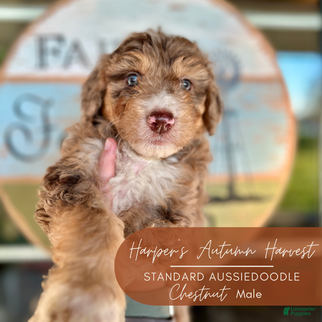 Aussiedoodle Puppies for sale in Shipshewana, Indiana Lancaster