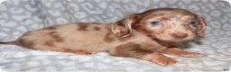 Miniature Dachshund dogs for sale: Coral - Ad 2