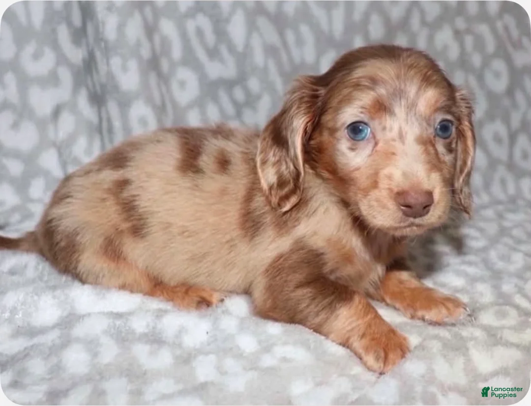 Miniature Dachshund dogs for sale: Coral - Ad 2