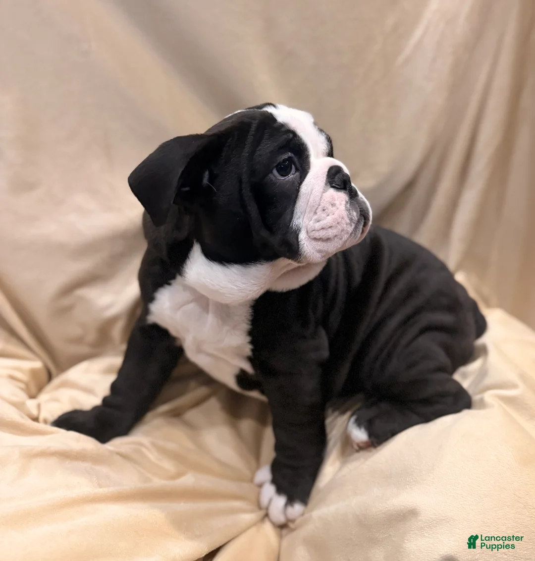 English Bulldog dogs for sale: Cindy Lou  - Ad 3