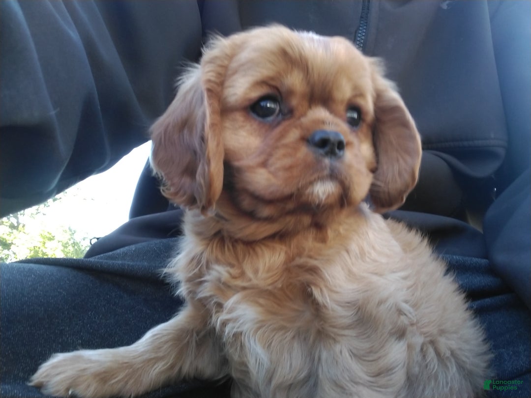 Cavalier King Charles Spaniel dogs for sale: Ruby - Ad 3