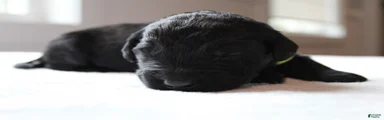 Shadow