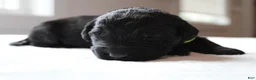 Mixed Breed dogs for sale: Shadow - Ad 1