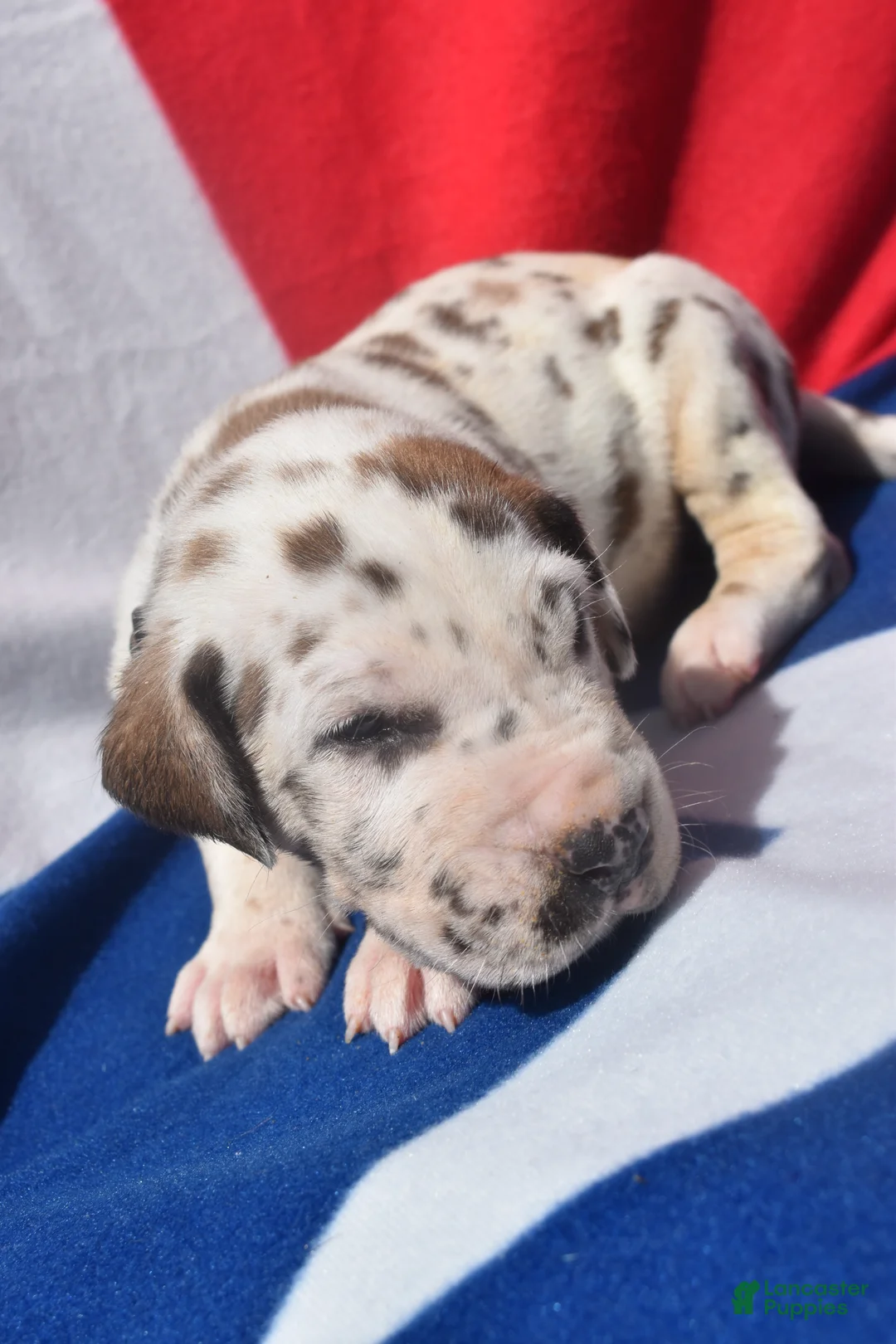 Great Dane dogs for sale: Great Dane  - Black Collar - Fawnequin - Ad 2