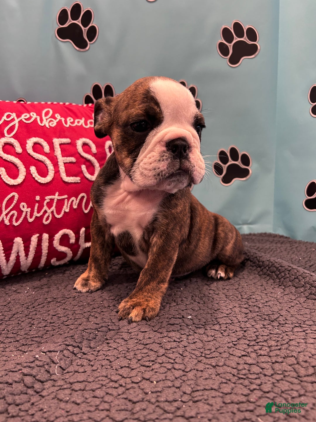 English Bulldog dogs for sale: BAILEY - Ad 11