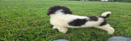Goldendoodle dogs for sale: Faith - Ad 5