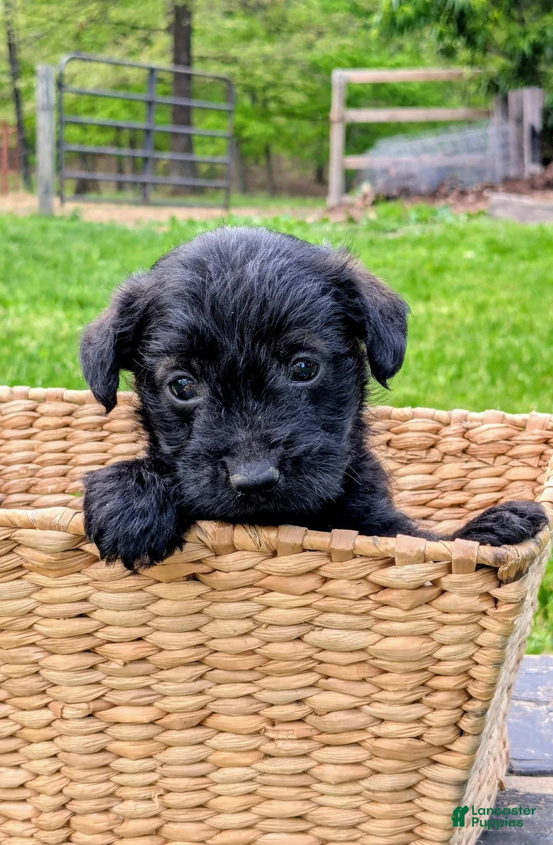 Mixed Breed dogs for sale: Chip - Ad 1