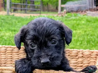 Mixed Breed dogs for sale: Chip - Ad 3