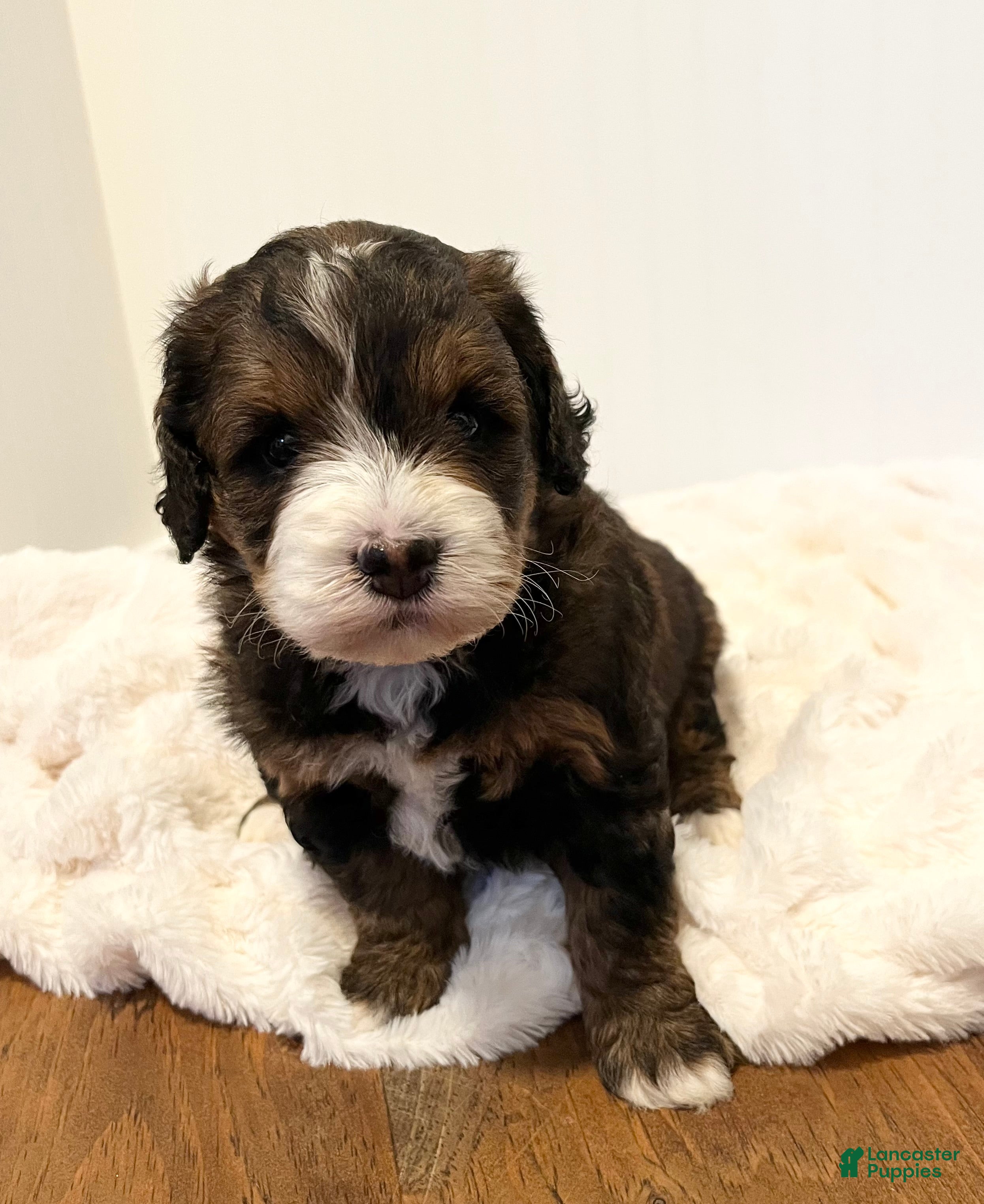 Mini Bernedoodle dogs Tiny - Ad 2