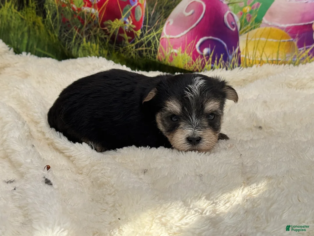 Morkie dogs for sale: Mark - Ad 2