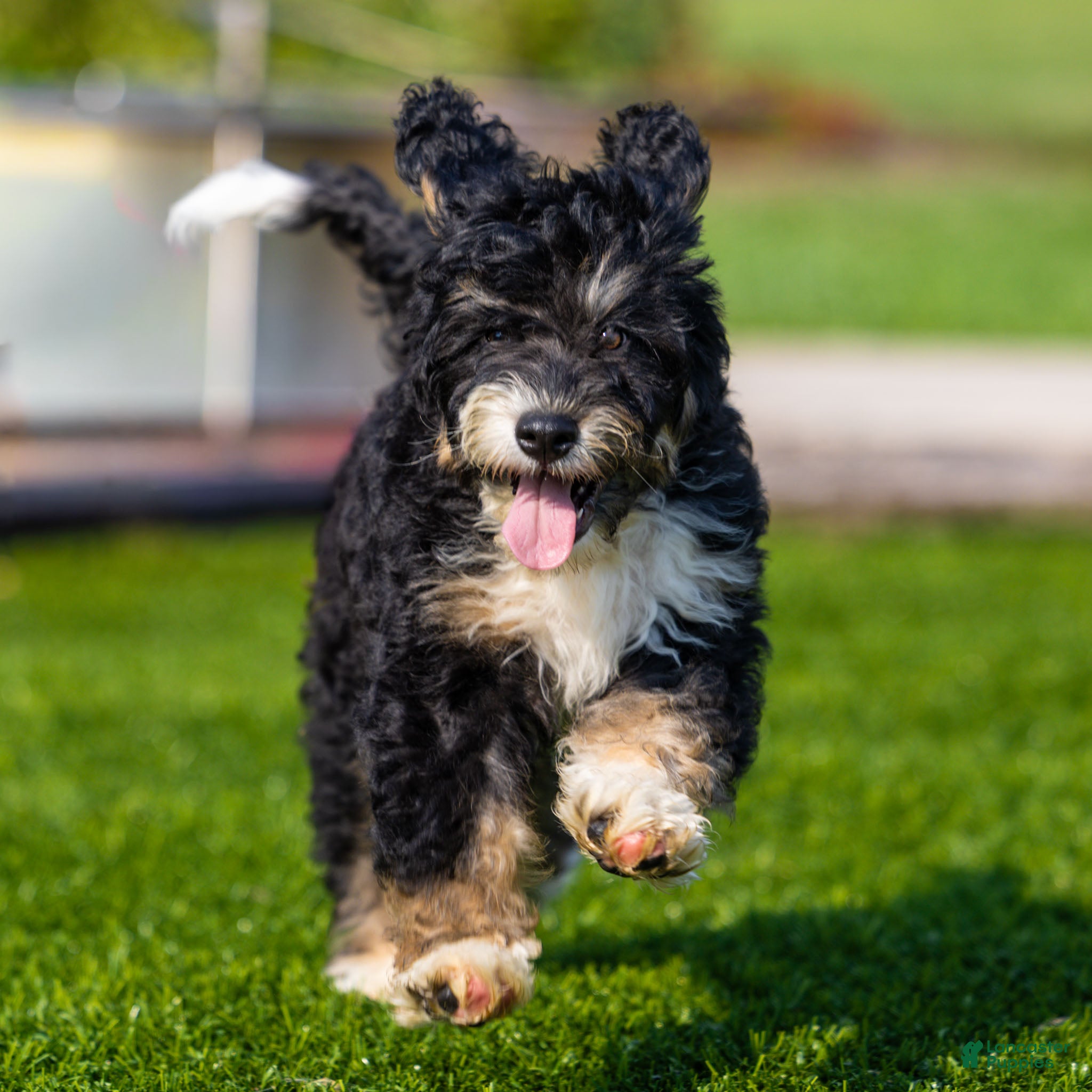 Bernedoodle dogs Beau Bernedoodle Puppy  - Ad 1