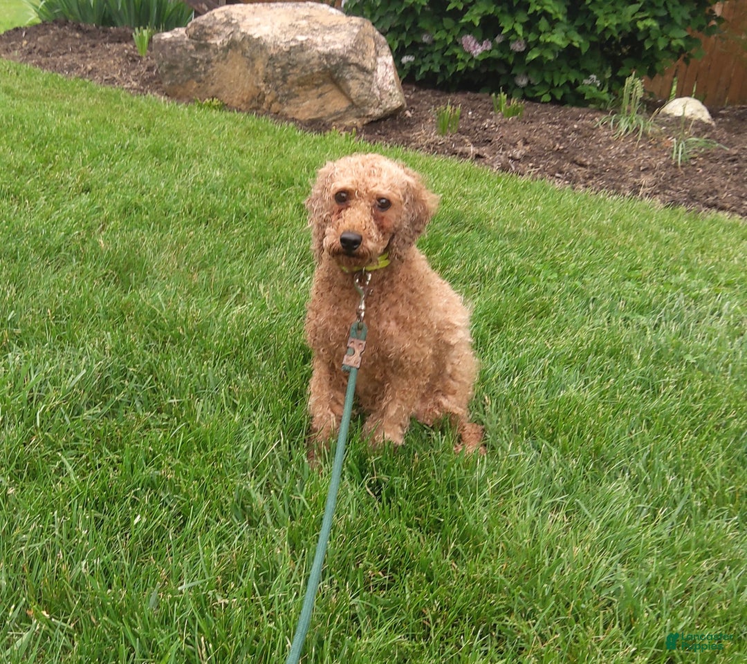 Cavapoo dogs for sale: Kati - Ad 8