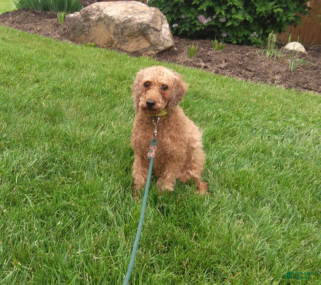 Cavapoo dogs for sale: Ben - Ad 8