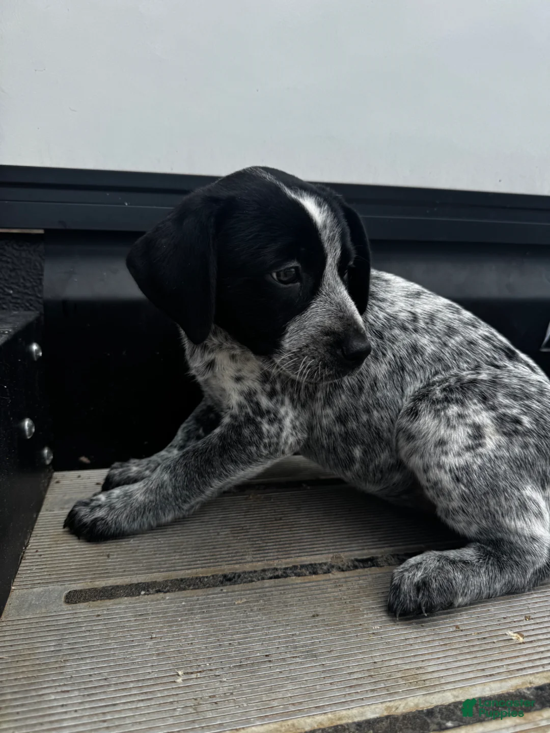 Mixed Breed dogs for sale: Willow - Ad 2