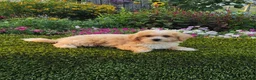 Havapoo dogs for sale: Avery - Ad 7