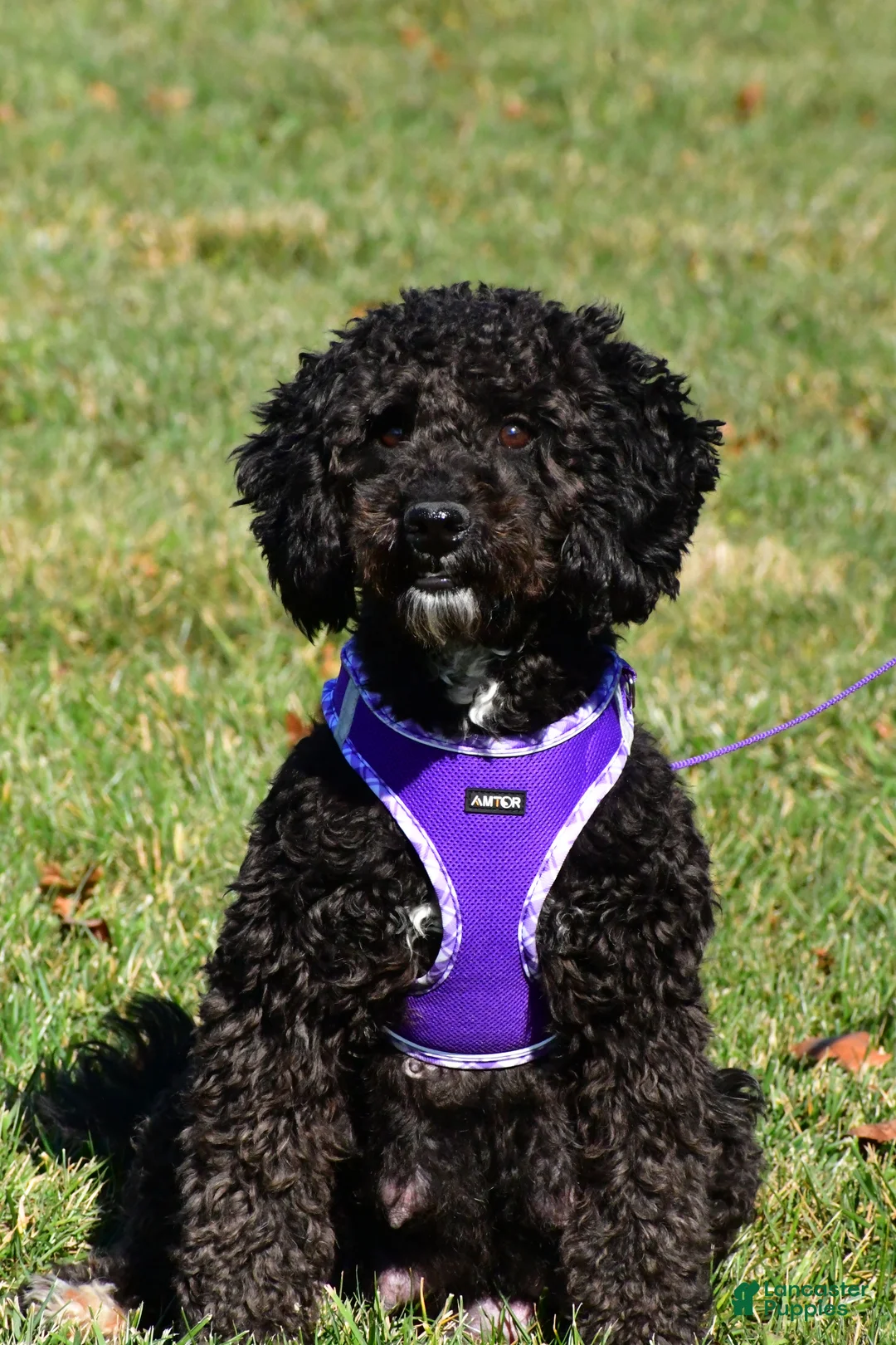 Mini Goldendoodle dogs for sale: Natalie - Ad 15