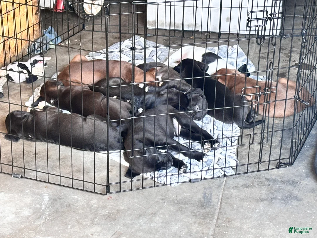 Mixed Breed dogs for sale: Mixed Breed Puppy 9 - Ad 1