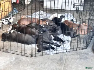 Mixed Breed dogs Mixed Breed Puppy 9 - Ad 3