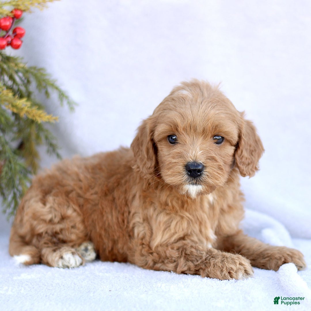 Mini Goldendoodle dogs for sale: Lucy  - Ad 3