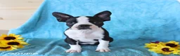 Boston Terrier dogs for sale: Starlight - Ad 4