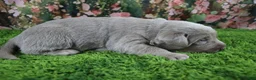 Labrador Retriever dogs for sale: Ember - Ad 4