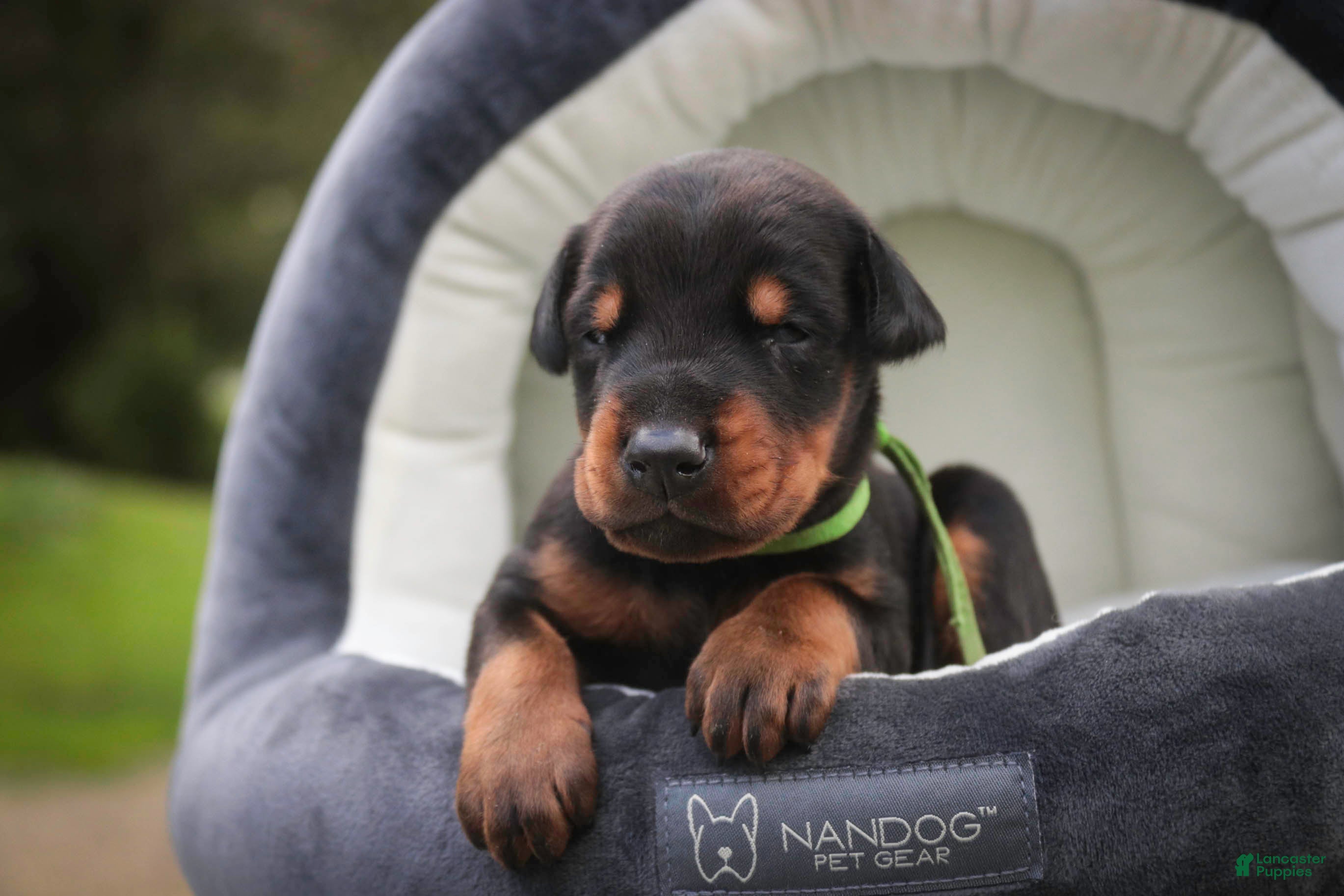 Doberman Pinscher dogs Griffin - Ad 2
