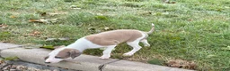 Italian Greyhound dogs for sale: Italian Greyhound male 1 fawn and white  - Ad 7