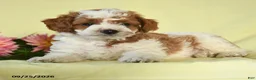 Mini Goldendoodle dogs for sale: Warrior - Ad 2