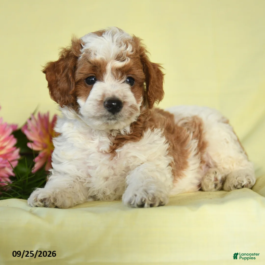 Mini Goldendoodle dogs for sale: Warrior - Ad 2