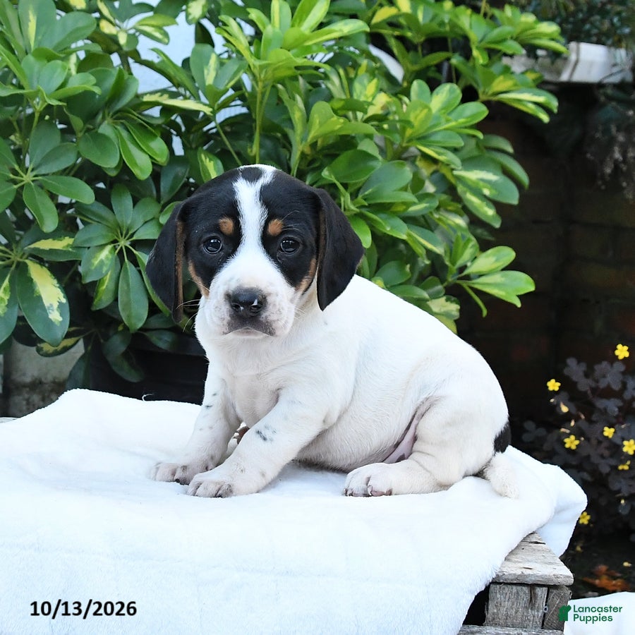 Mixed Breed dogs Betsy - Ad 1