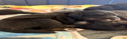Mixed Breed dogs for sale: Red collar - Ad 1