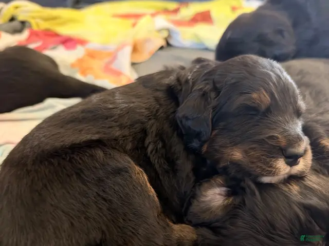 Mixed Breed dogs for sale: Red collar - Ad 23