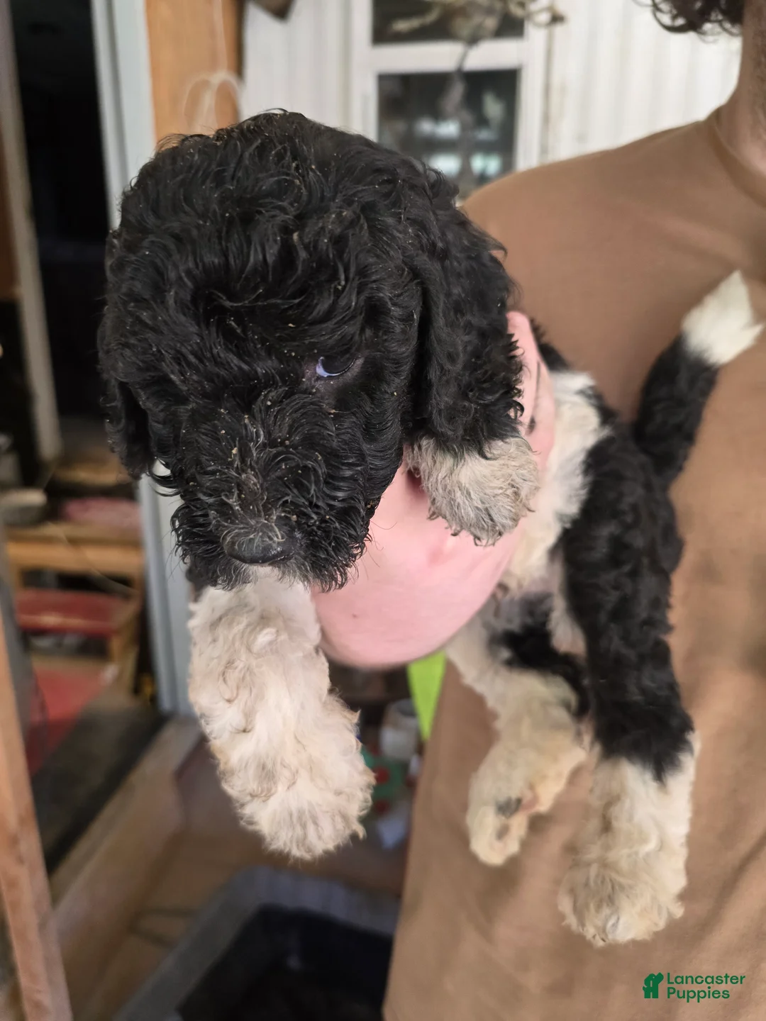 Goldendoodle dogs for sale: Goldendoodle 1 - Ad 2