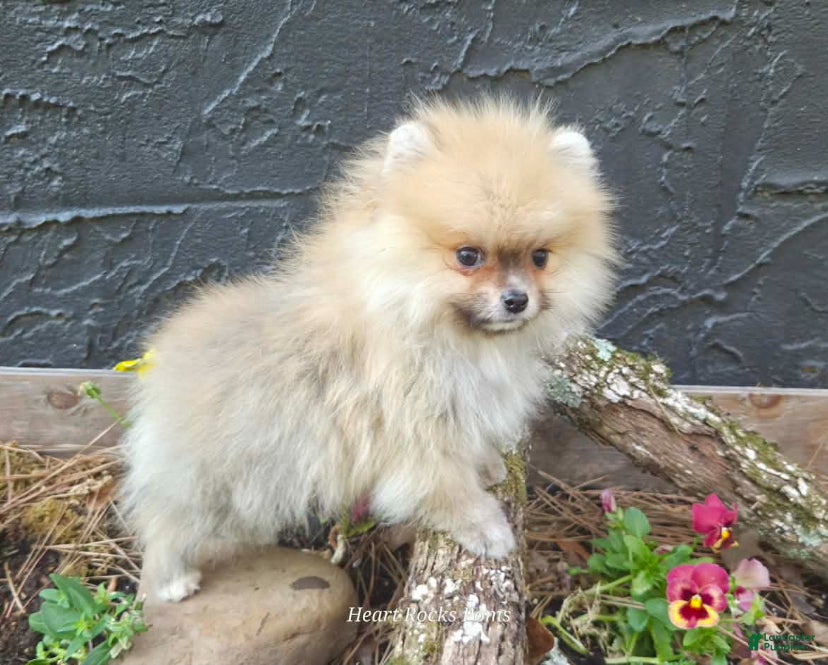 Pomeranian dogs LUCIAN - M - Ad 1