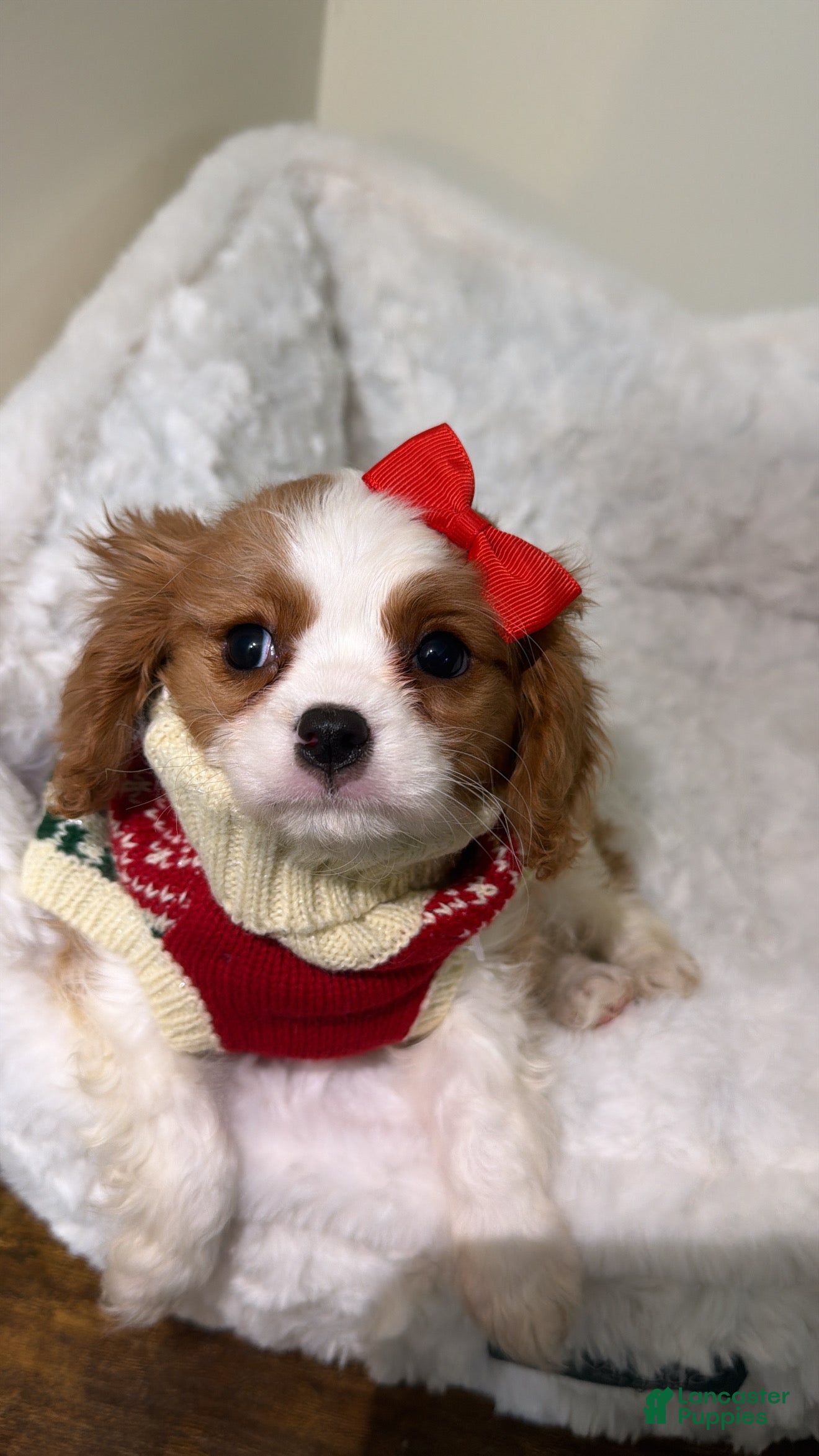 Cavalier King Charles Spaniel dogs Chole  - Ad 22