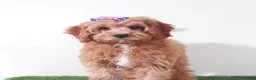 Cavapoo dogs for sale: Clover Stunning Female Cavapoo Puppy - Ad 3