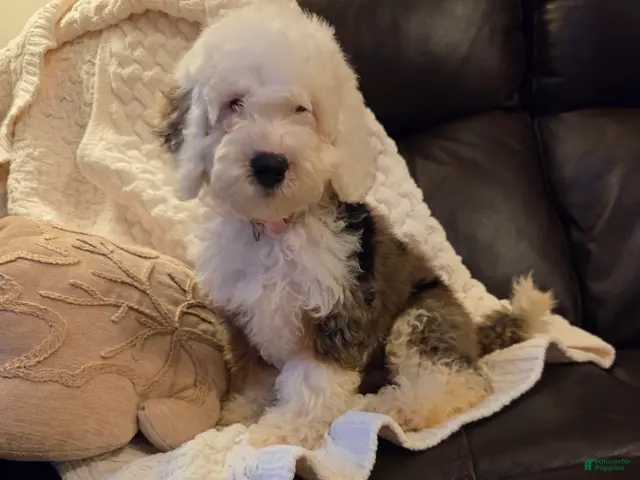 Mini Bernedoodle dogs ESME - FEMALE Mini Bernedoodle 4 - Ad 1