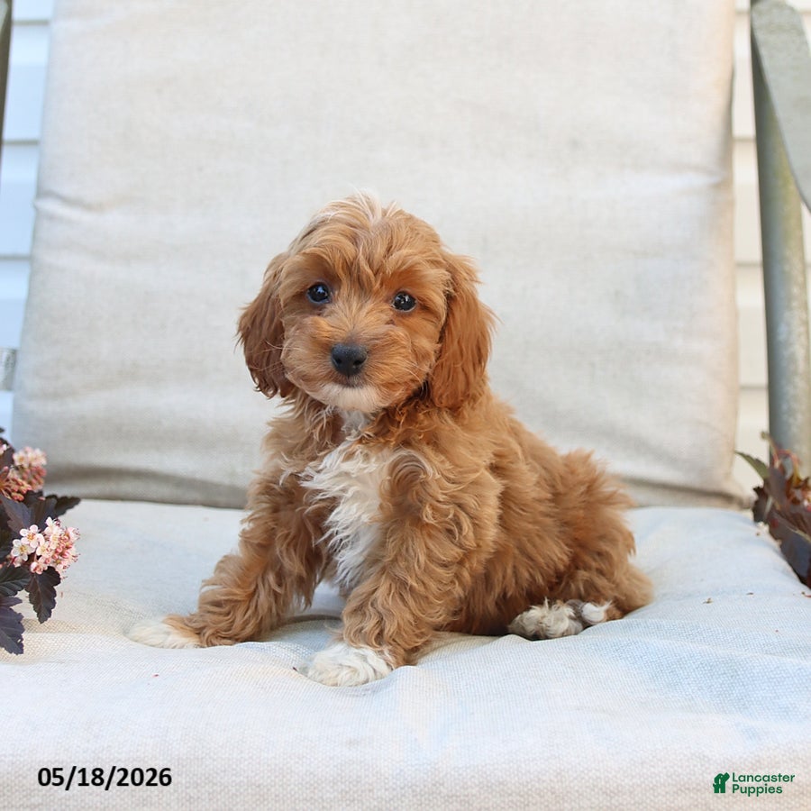 Cockapoo dogs Justin - Ad 1