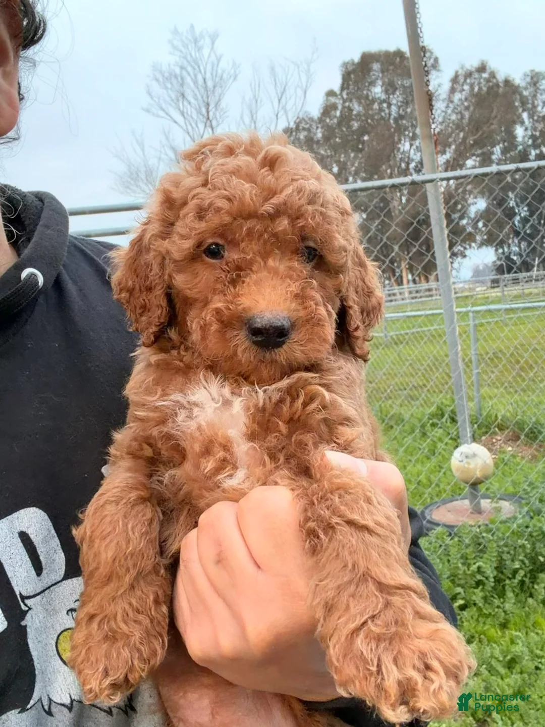 Mini Goldendoodle dogs for sale: Winter  - Ad 1