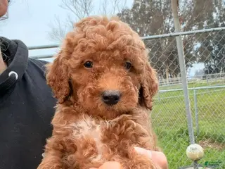 Mini Goldendoodle dogs Winter - Ad 7