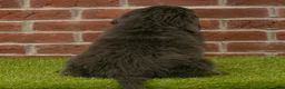 Newfoundland dogs for sale: Jasmine - Ad 6