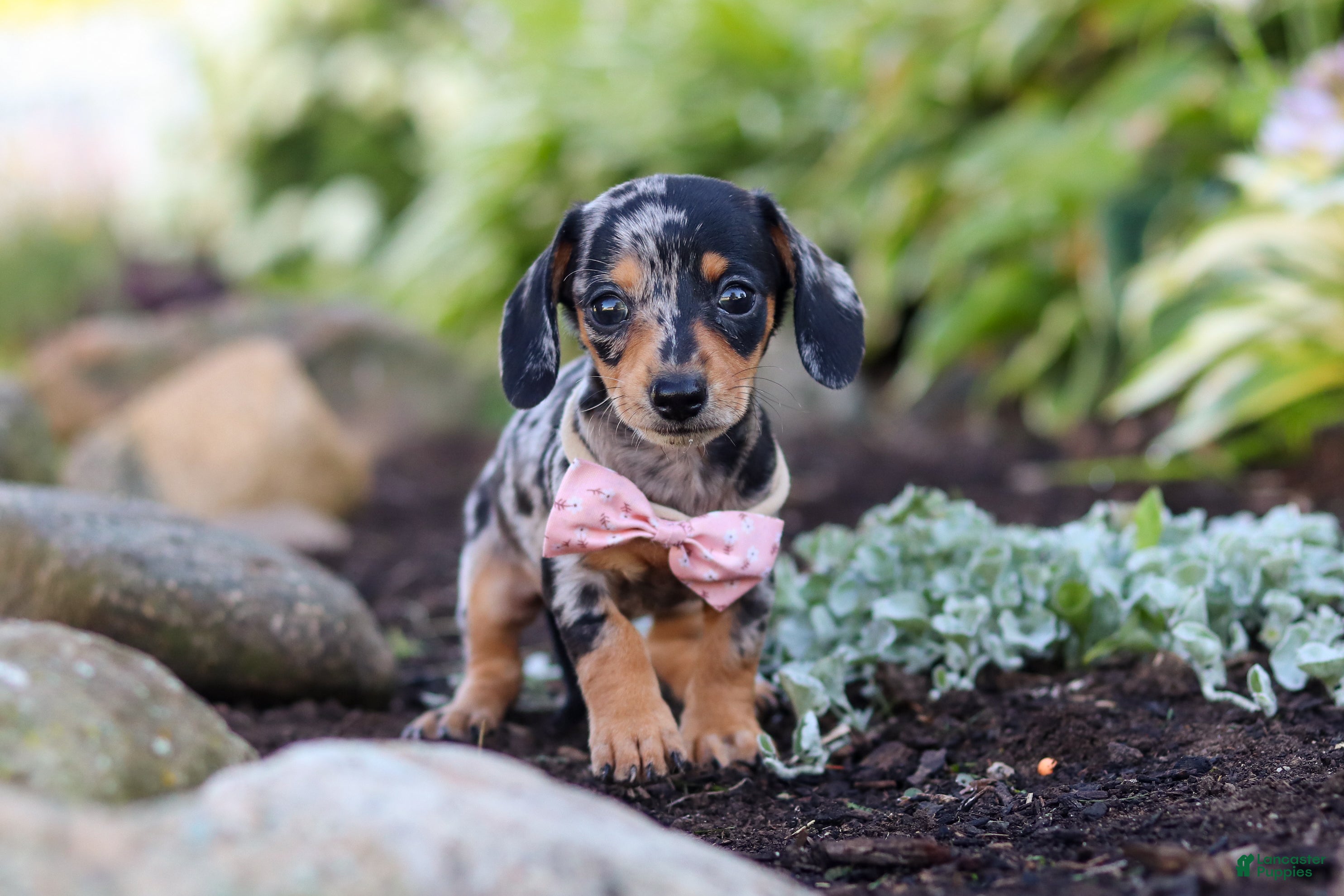 Miniature Dachshund dogs Stella - Ad 2