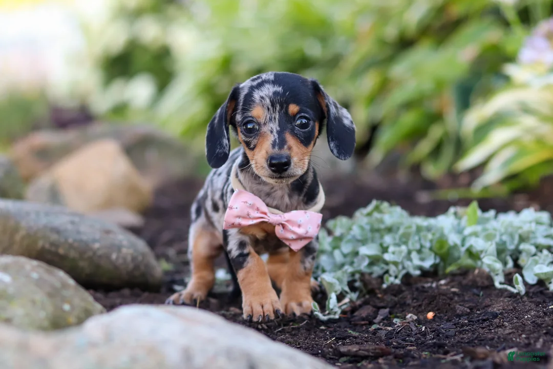 Miniature Dachshund dogs for sale: Stella - Ad 2