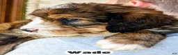 Bernedoodle dogs for sale: Wade - Ad 4