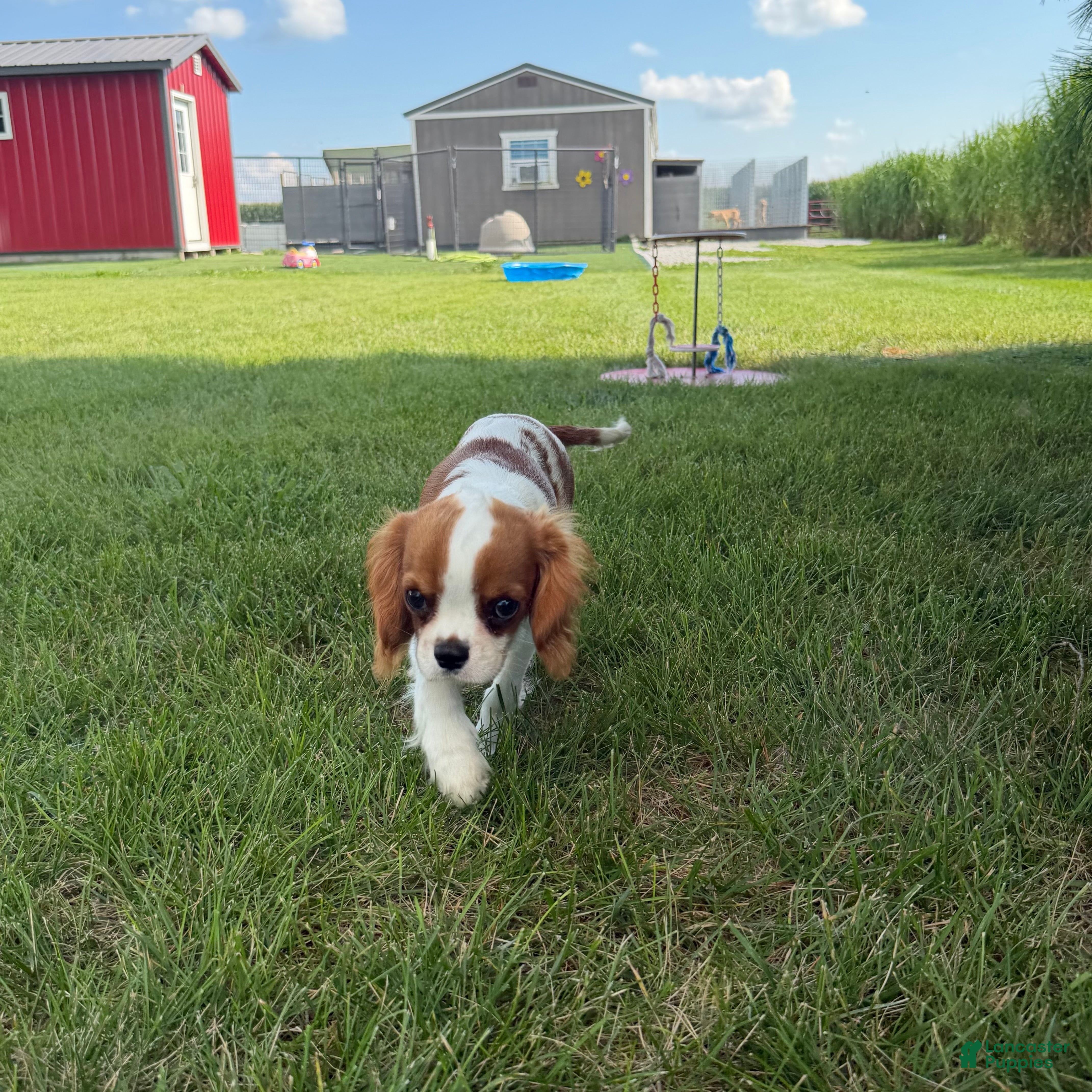 Cavalier King Charles Spaniel dogs Liam Cavalier King Charles Spaniel Puppy  - Ad 2