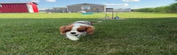Cavalier King Charles Spaniel dogs for sale: Liam Cavalier King Charles Spaniel Puppy  - Ad 9