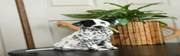 Dalmatian dogs for sale: Kelsey - Ad 1