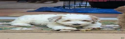 Mini Goldendoodle dogs for sale: Carter - Ad 6
