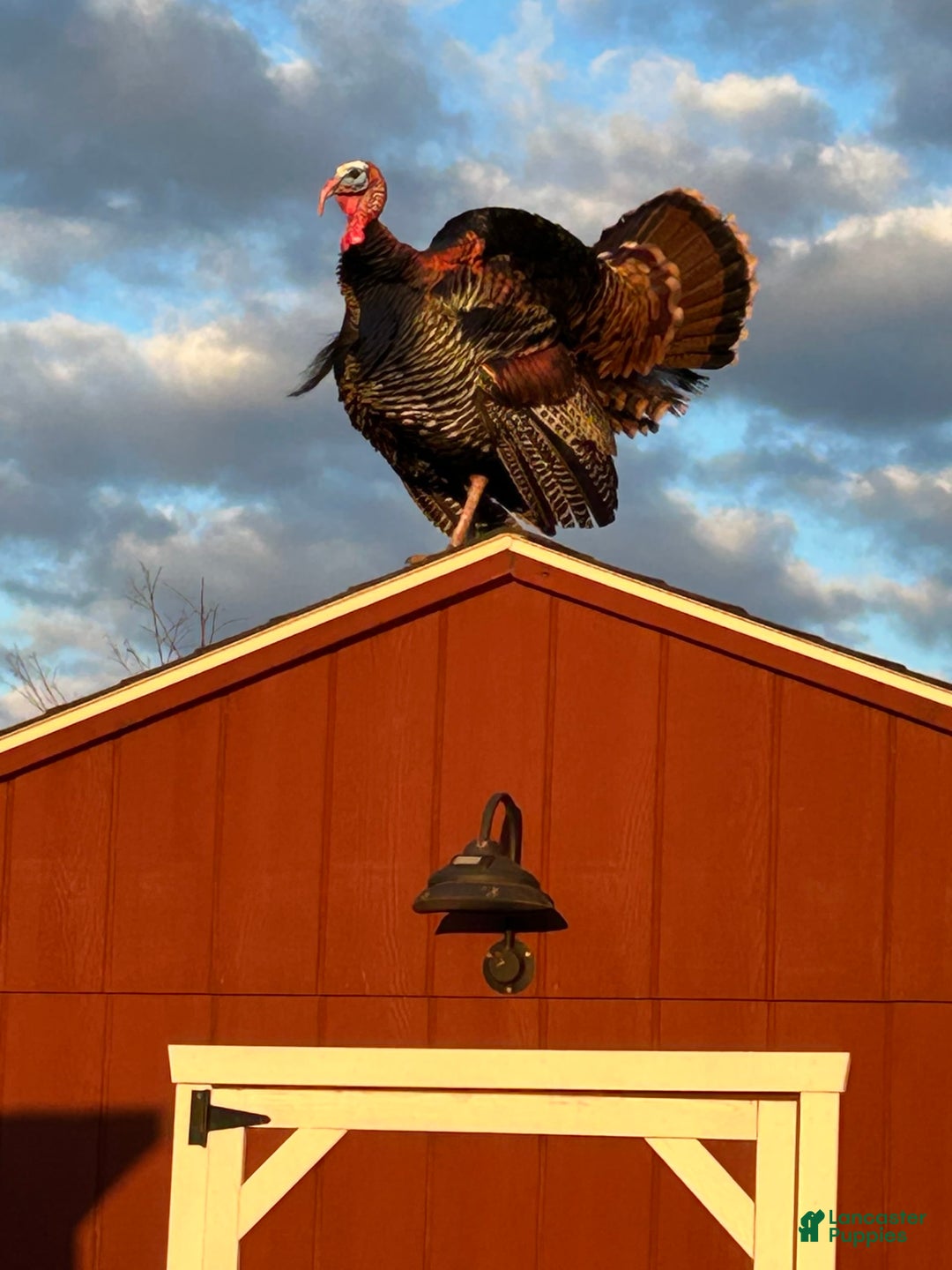 Gallery Image {{count}}