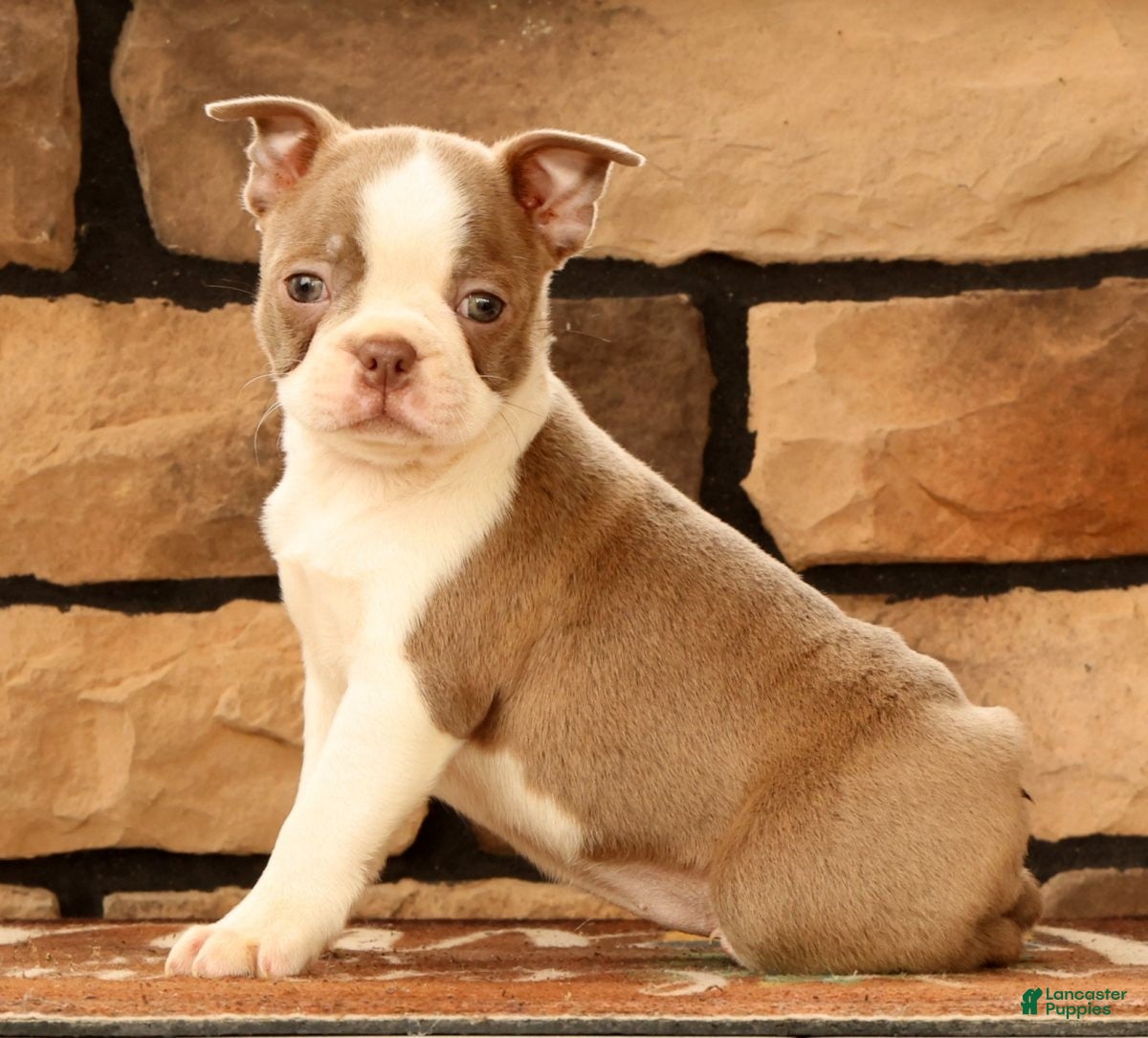 Boston Terrier dogs Crystal - Ad 2